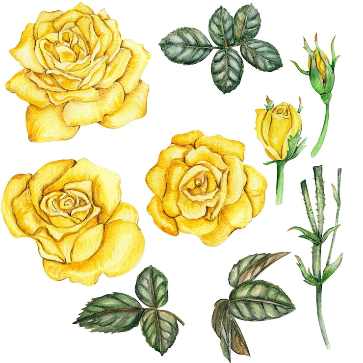 Photo watercolor hand drawn set of roses and leaves