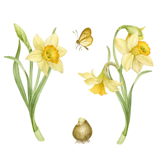 Photo watercolor hand drawn spring set of yellow narcissus