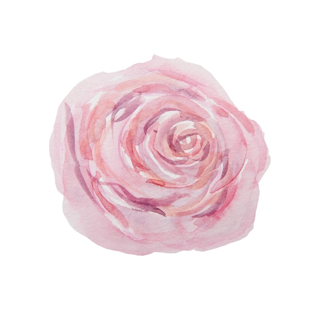 Watercolor hand drawn vintage pink rose isolated on white background