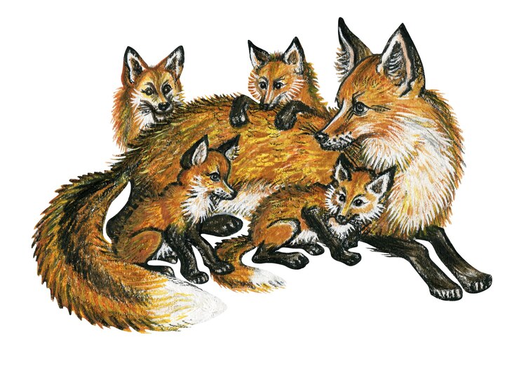 Photo watercolor hand drawn wild animals fox with little foxes illustration isolated on white background