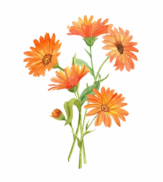 Watercolor hand painted calendula bouquet