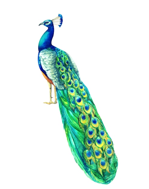 Watercolor hand painted multicolored peacock