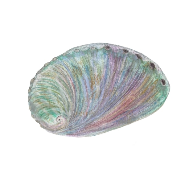 Watercolor handdrawn colorful abalone shell isolated on white