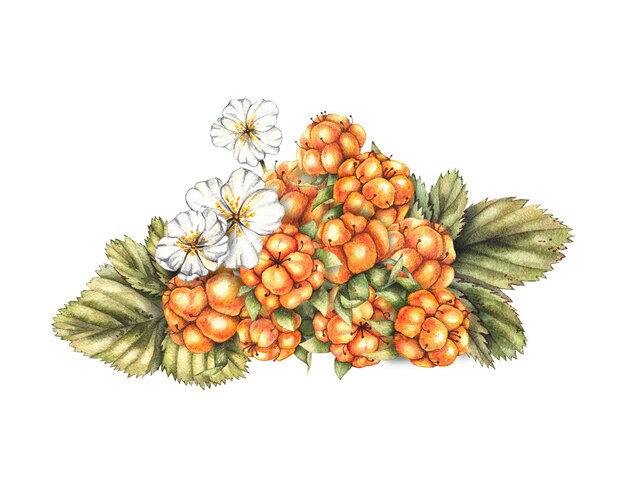 Watercolor handful of cloudberries on a white background