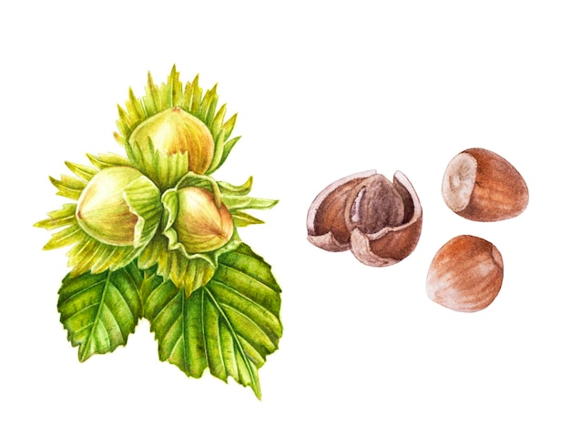 Watercolor hazelnut plant with leaves ripe hazelnuts isolated on white background