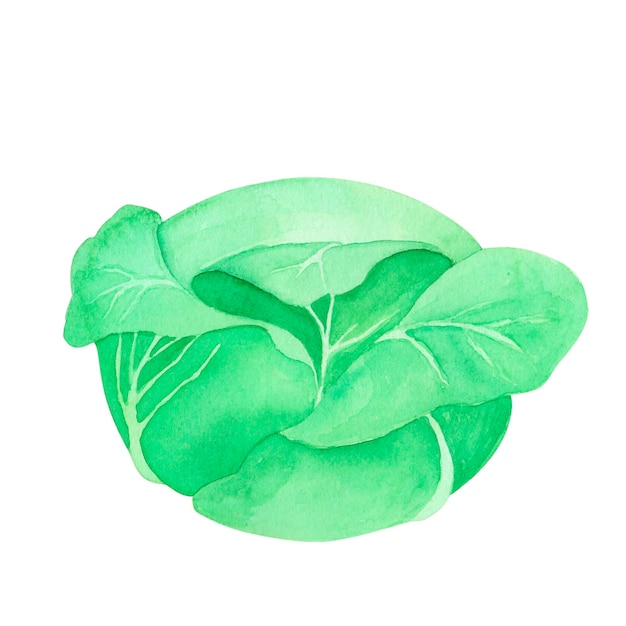 Watercolor head cabbage botanical illustration isolated on white background Spring vegetable hand drawing illustration