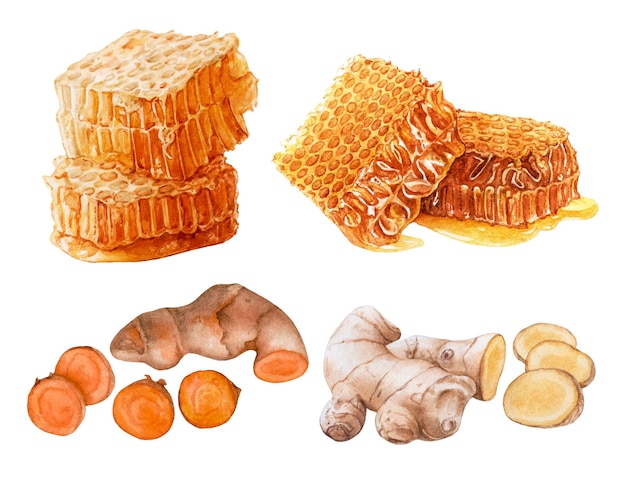 Watercolor honeycombs, turmeric, ginger roots isolated on white background.