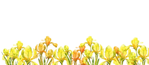 Watercolor horizontal frame with yellow iris flowers hand drawn illustration white frame banner with spring flowers isolated on white background