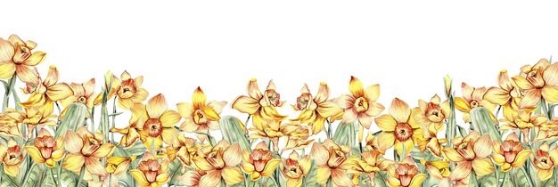 Watercolor horizontal seamless background with narcissus