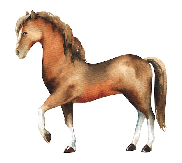 Watercolor horse Brown domestic horse from a farm on a white background