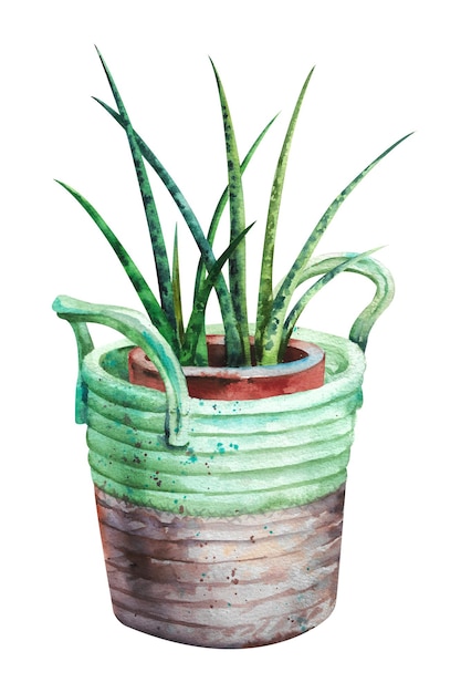 Watercolor houseplant A long plant similar to aloe in a pot and planter