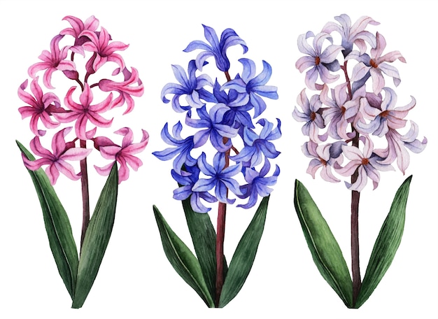 Watercolor hyacinth set, hand painted floral illustration, beautiful flowers isolated on a white 