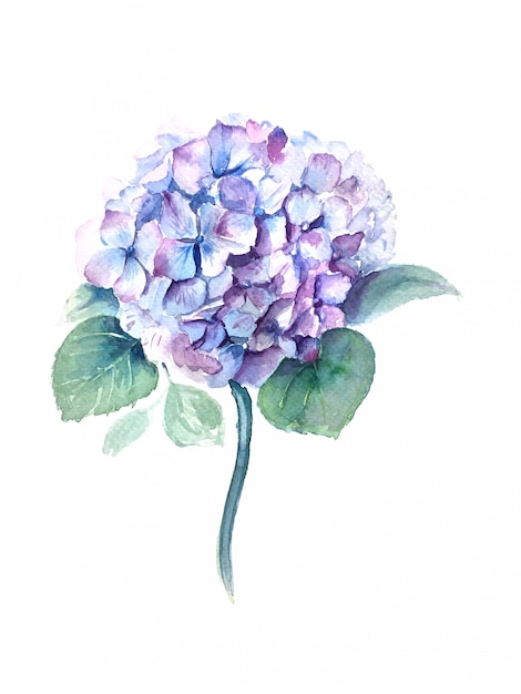 Photo watercolor hydrangea flower with green leaves vintage illustration