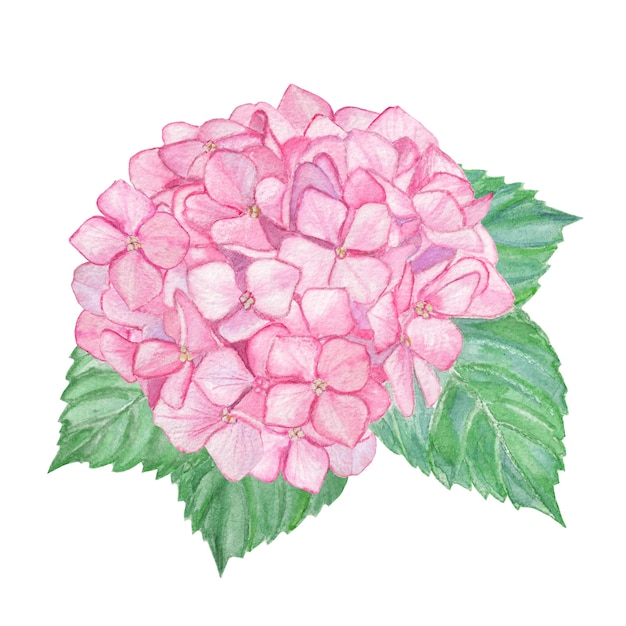 Photo watercolor hydrangea illustration isolated, pink flower, hand drawn hydrangea set