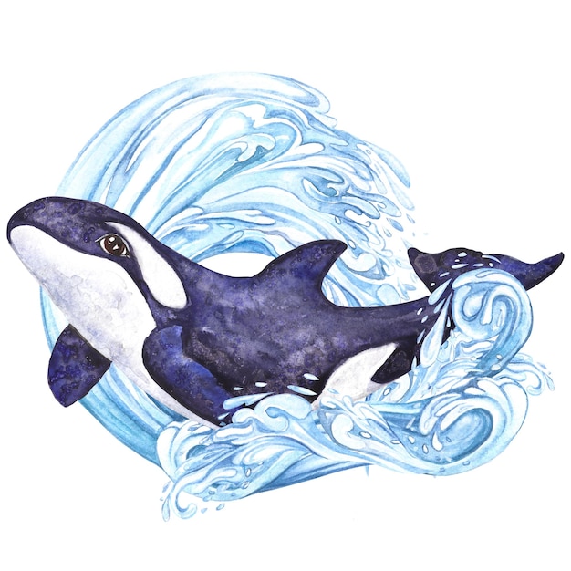 Watercolor illustration Arctic Orca on among splashes and waves isolated on white background
