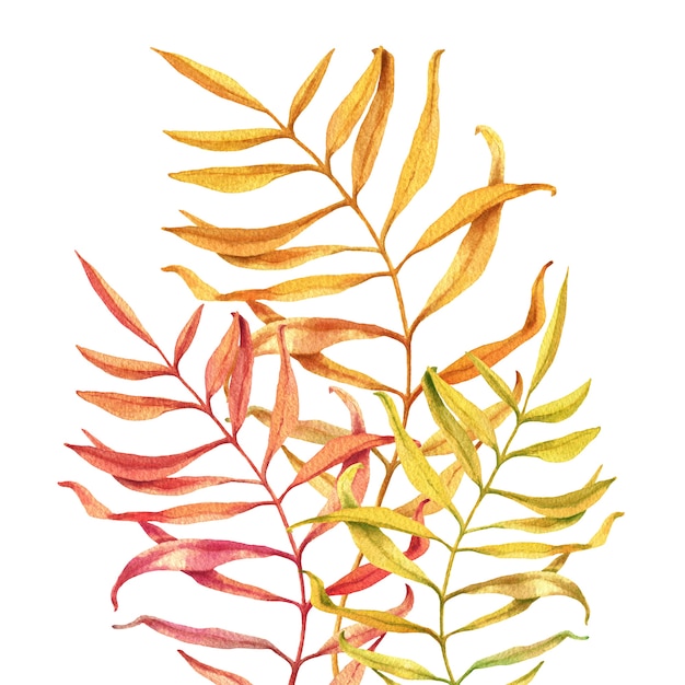 Watercolor illustration of autumn branch leaves isolated on white.