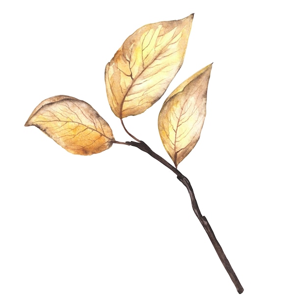 Watercolor illustration autumn branch with yellow leaves isolated on white background