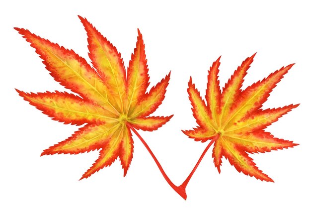 Watercolor illustration of autumn Japanese maple leaves