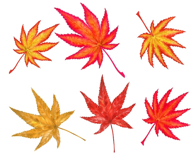 Photo watercolor illustration of autumn japanese maple leaves