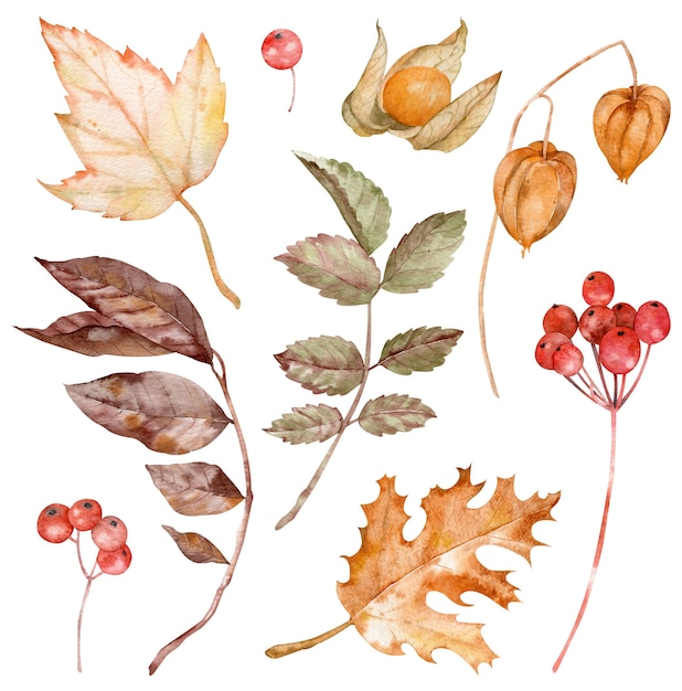 Акварельные иллюстрации осенних листьев, ягод и физалиса, изолированные на белом фоне. Осенний клипарт.