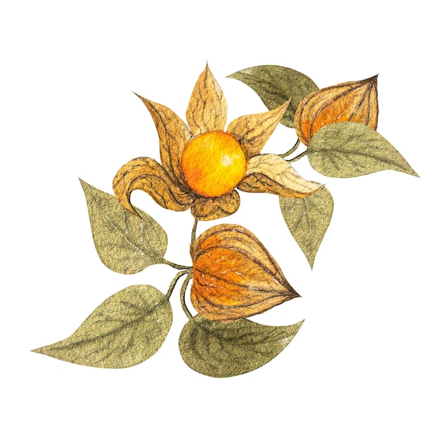 Foto illustrazione ad acquerello delle bacche di physalis autunnali disegnate a mano le foglie dei fiori di physalis