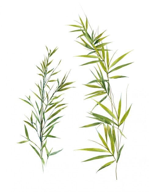 Watercolor illustration of bamboo leaves  