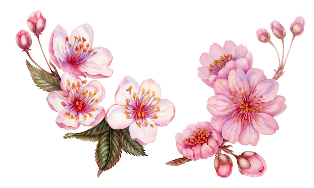 Watercolor illustration of blooming spring sakura flowers japanese cherry