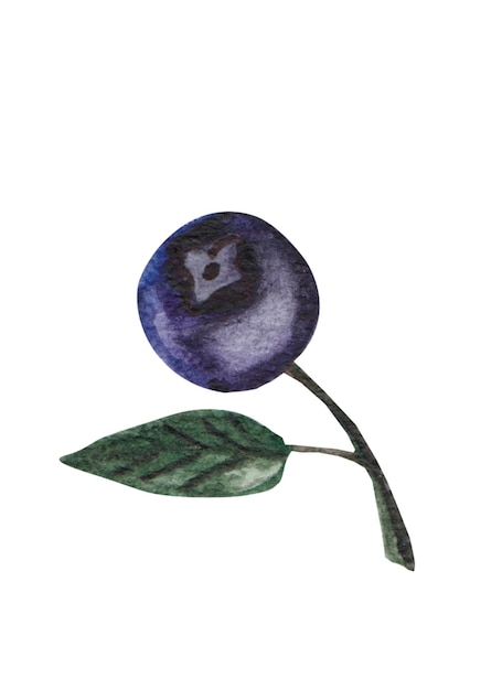 Watercolor illustration of a blueberry on a transparent background for your business enjoy high qual