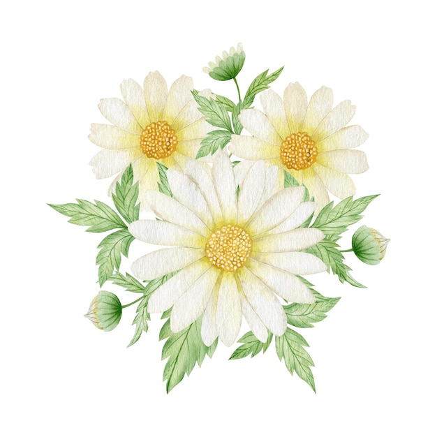 Watercolor illustration of a bouquet of chamomile flowers