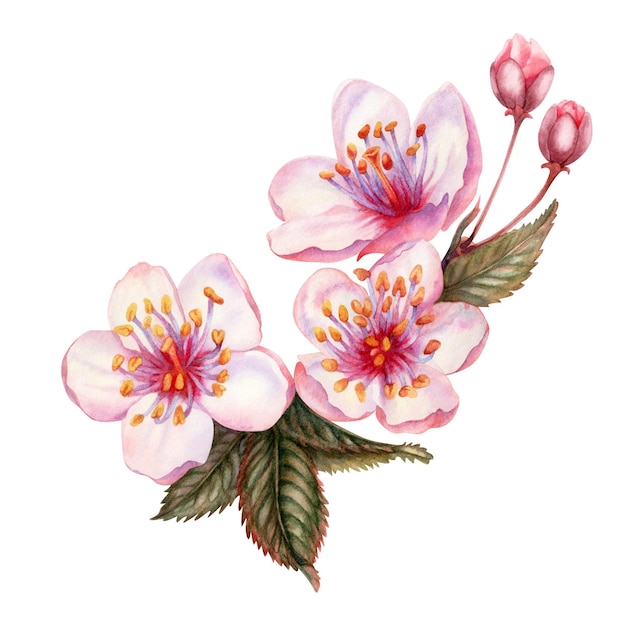 A watercolor illustration of a branch of cherry blossoms with pink flowers
