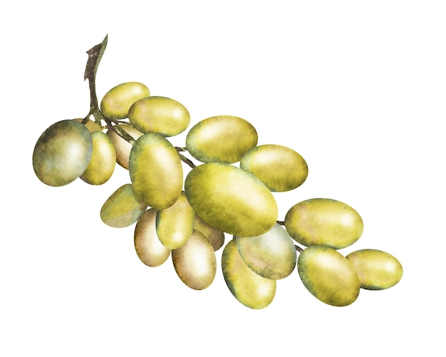 Photo watercolor illustration of a bunch of red and white grapes with leaveshand drawn grapes