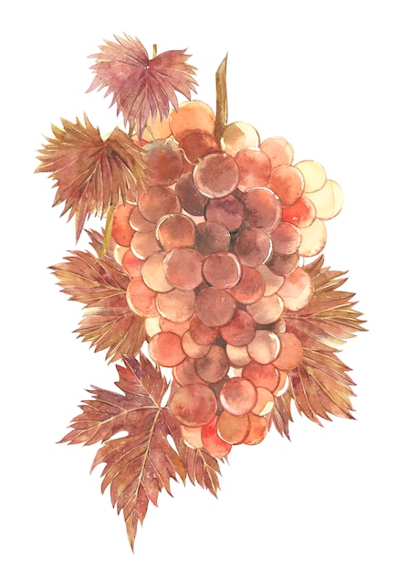 Watercolor illustration of bunches of grapes.