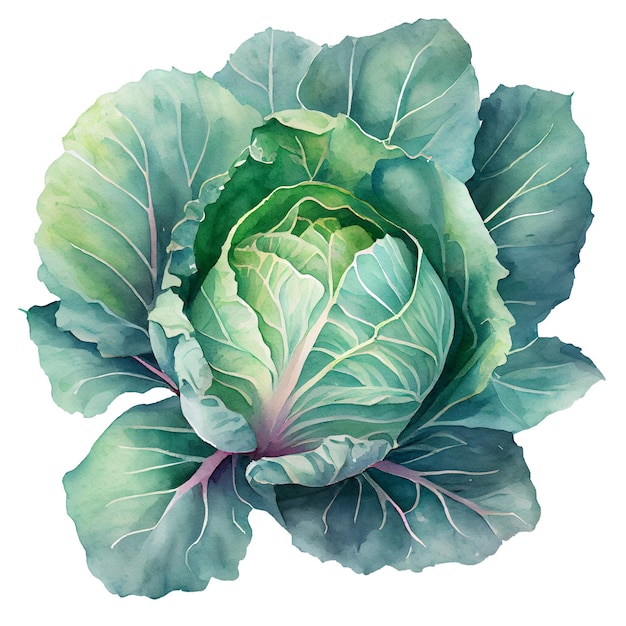 Watercolor illustration of a cabbage on white background