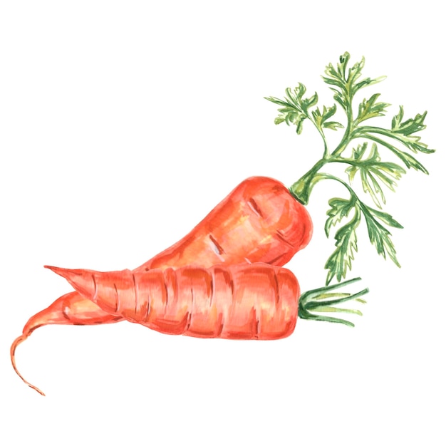 Watercolor illustration of carrots Hand drawn watercolor illustration JPEG for design