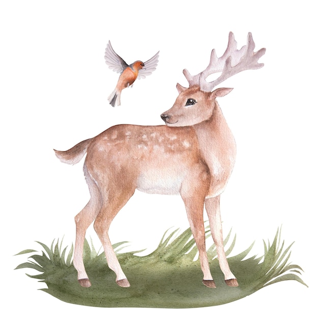 Watercolor illustration of a cartoon deer and bird isolated