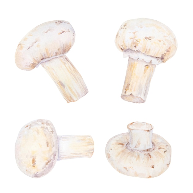 Watercolor illustration of champignons isolated on white background