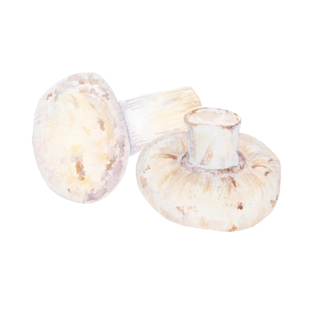 Watercolor illustration of champignons isolated on white background