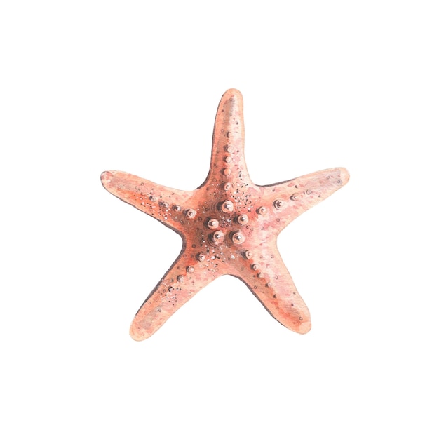 Photo watercolor illustration of a coral starfish isolated object on a white background