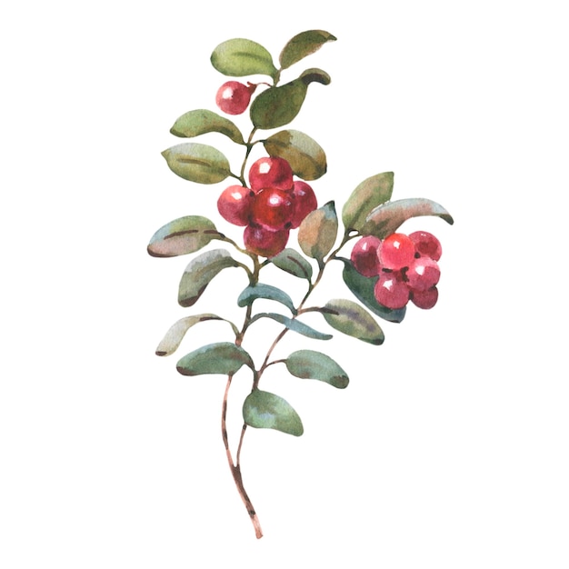 Photo watercolor illustration of cranberry isolated on white background red lingonberry with green leaves