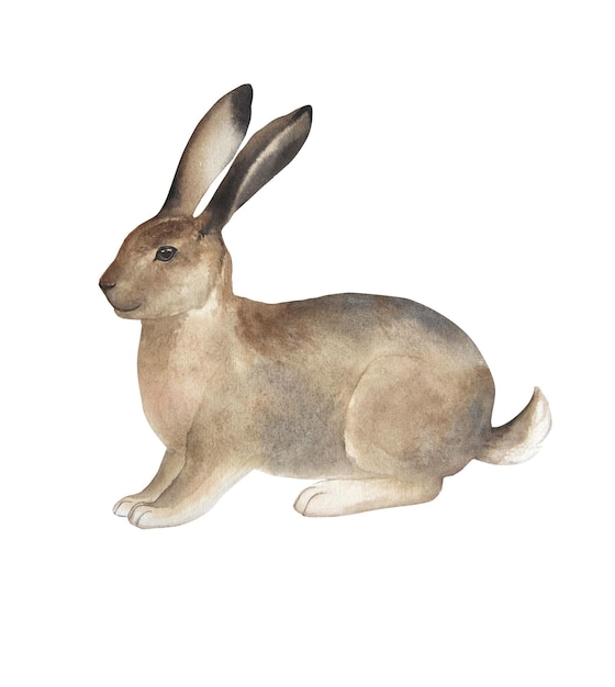 Photo watercolor illustration of cute rabbits