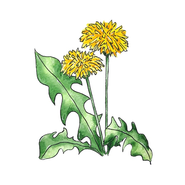 Watercolor illustration dandelion flowers for use in wedding, holiday isolated white background