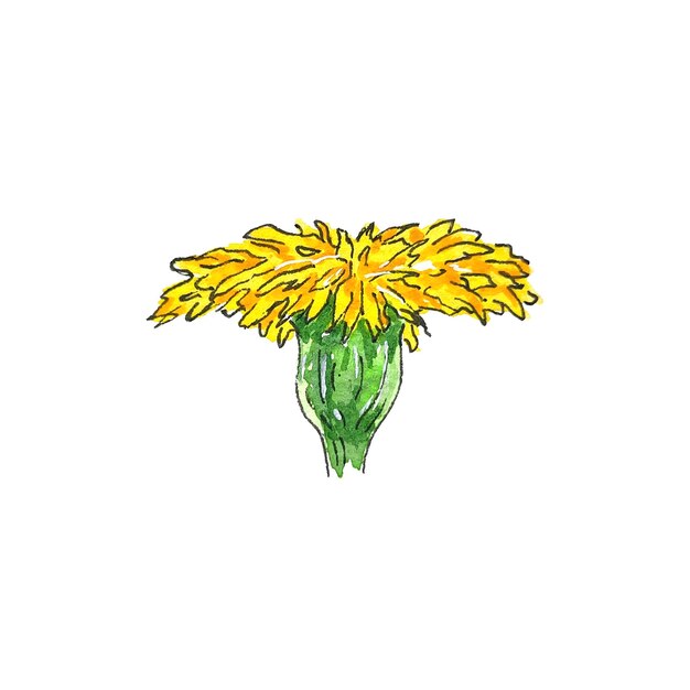 Watercolor illustration dandelion wildflowers for use in wedding, holiday isolated white background