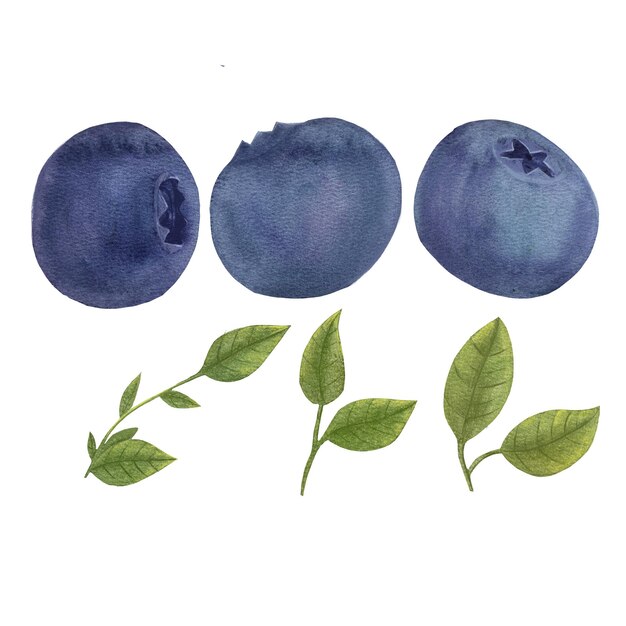 Photo watercolor illustration of a dark blue berry blueberry picture serviceberry image vaccinium corymbosum bilberries