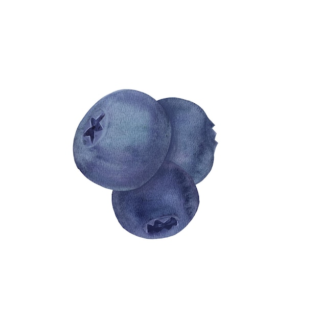 Photo watercolor illustration of a dark blue berry blueberry picture serviceberry image vaccinium corymbosum bilberries