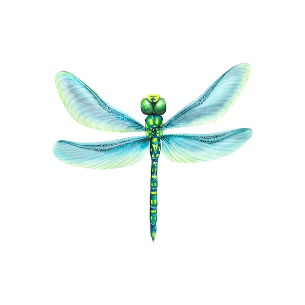 Watercolor illustration of a dragonfly with blue wings