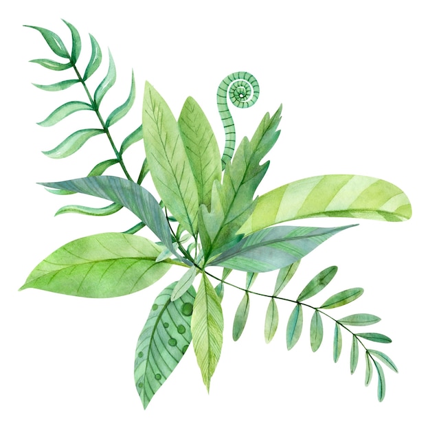 A watercolor illustration of a fern and fern leaves.