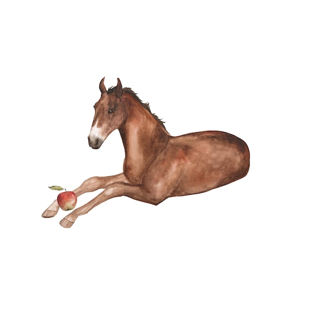 Watercolor illustration of a foal with a red apple