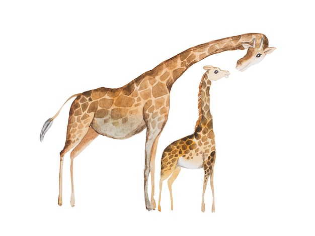 Foto illustrazione dell'acquerello della madre e del bambino della giraffa