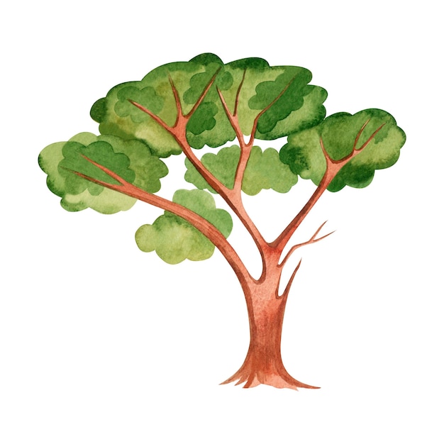 Watercolor illustration A green tree with a brown trunk painted in watercolor on a white background