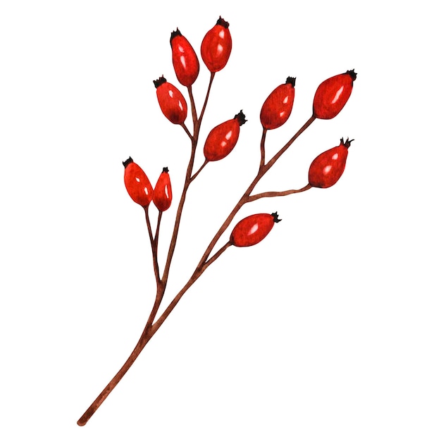 붉은 열매 크랜베리 월귤 장미 엉덩이 여름 가을 수확 패턴 인쇄에 대한 격리 된 클립 아트 가을 디자인 요소와 손으로 그린 지점의 수채화 그림